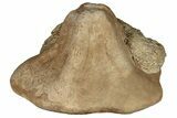 Miocene Fossil Echinoid (Clypeaster) - Taza, Morocco #136864-1